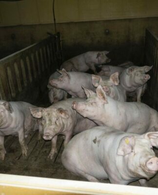 Verantwortliche der größten Schweinemast Niedersachsens stehen weiterhin vor Gericht
