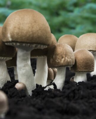 Vitalpilze geben Krebspatienten Hoffnung auf mehr Lebensqualität und verbesserte Behandlungserfolge