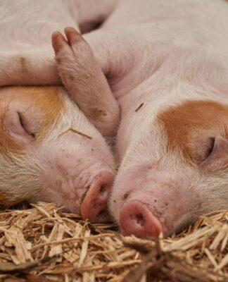 Mehrere skrupellose Schweinemäster aus Niedersachsen nun vorbestraft & Betriebsschließung