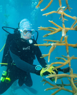 Auf den Florida Keys helfen Taucher aktiv beim Schutz der Riffe
