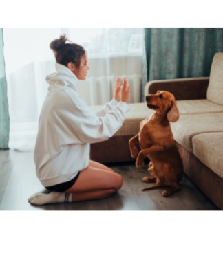 Hundeschule Berlin vs Hundeschule online