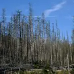 Waldsterben Bild von Hans auf Pixabay