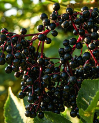 Wie Holunder Extrakte auf Magen und Darm wirken