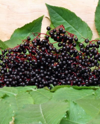 Holunder: Extrakt oder Saft?