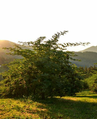 Welche Wirkung hat Holunder auf die Psyche?