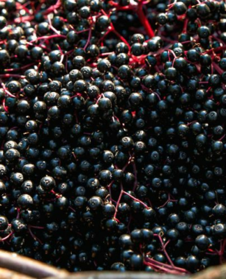 Haschberg Holunder – was steckt dahinter?