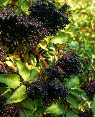 Neue Studienergebnisse zu Holunder bei Corona