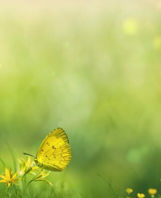 Was können Extrakte des Gundelrebenkrauts in Gallith bewirken?