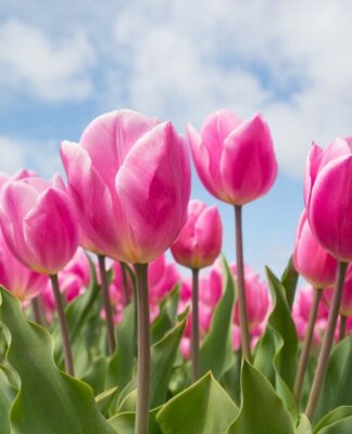 21. Tulpenfest feiert „Holland in Potsdam“