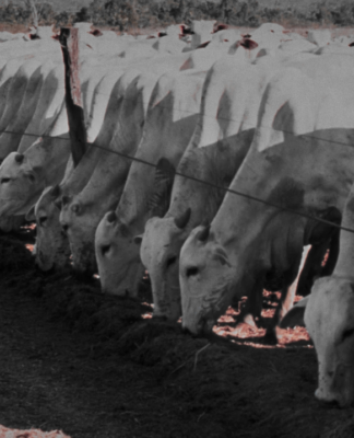 Berkshire RMG S.A. – neue Übernahme von Mega – Fazendas