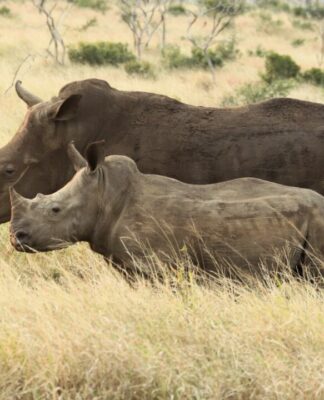 Thanda Safari erweitert Initiativen zum Schutz der Nashörner – mit modernster KI-gestützter Technologie