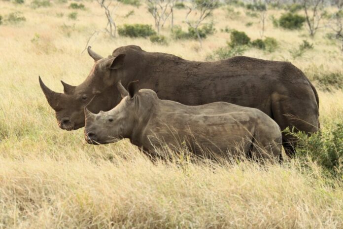 Thanda Safari, Foto © Christian Sperka