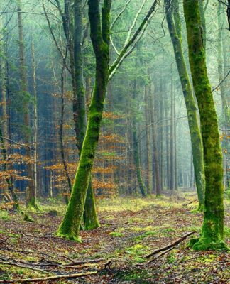 Die Umwelt schützen und Europa stärken