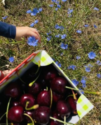 Foto des Tages: Die besten Kirschen gibt es Ockstadt
