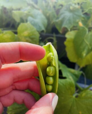 Foto des Tages: Frische Erbsen aus der Hülle essen – Kindheitserinnerungen