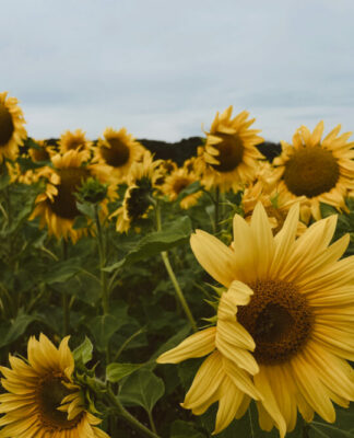 Foto des Tages: Sonnenblumenfelder in voller Blüte