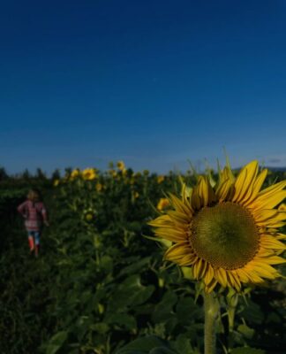 Foto des Tages: Rückkehr der Sonne auf dem Blumenpflückfeld