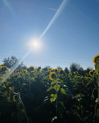 Foto des Tages: Sonnenblumenfelder im Spätsommer im Taunus