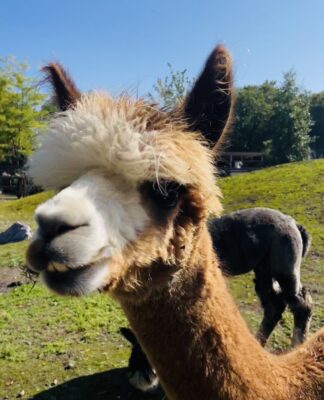 Alpakas im Duisburger Tierpark