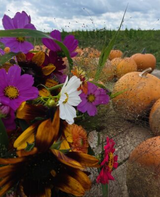 Foto des Tages: Blumenpflückfeld bei Bad Homburg