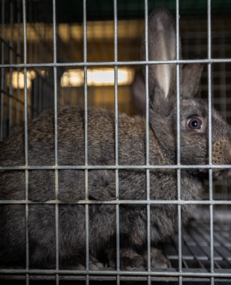 Skrupellose Tierquälerei in Deutschlands größter Kaninchenzucht: Staatsanwaltschaft ermittelt weiterhin