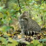 Wildkatzenschutz: Paarungen mit Hauskatzen vermeiden