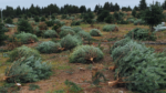 BUND-Weihnachtsbaumtest 2023: Über zwei Drittel der Bäume mit Pestiziden belastet