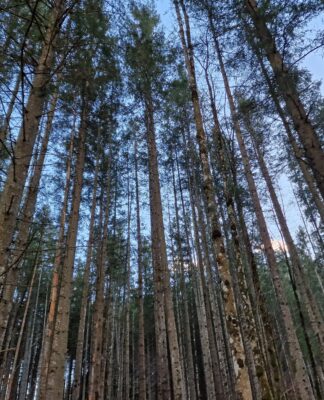 Wie Entzündungen den Krebs vorantreiben