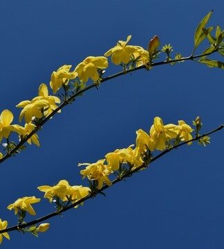 Valentinstag ohne Gift im Strauß