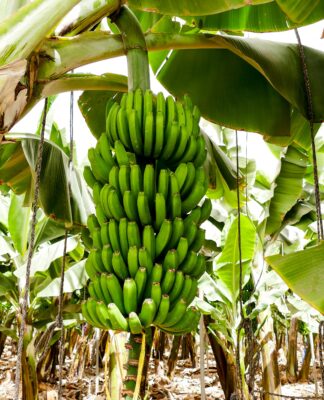 Lidl Deutschland setzt Meilenstein: Fairbruary feiert faire Bananen