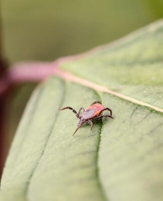 Achtung, Zecken: Lästige Blutsauger aufgrund des Klimawandels fast ganzjährig aktiv Impfen weiterhin bester Schutz vor FSME-Infektion