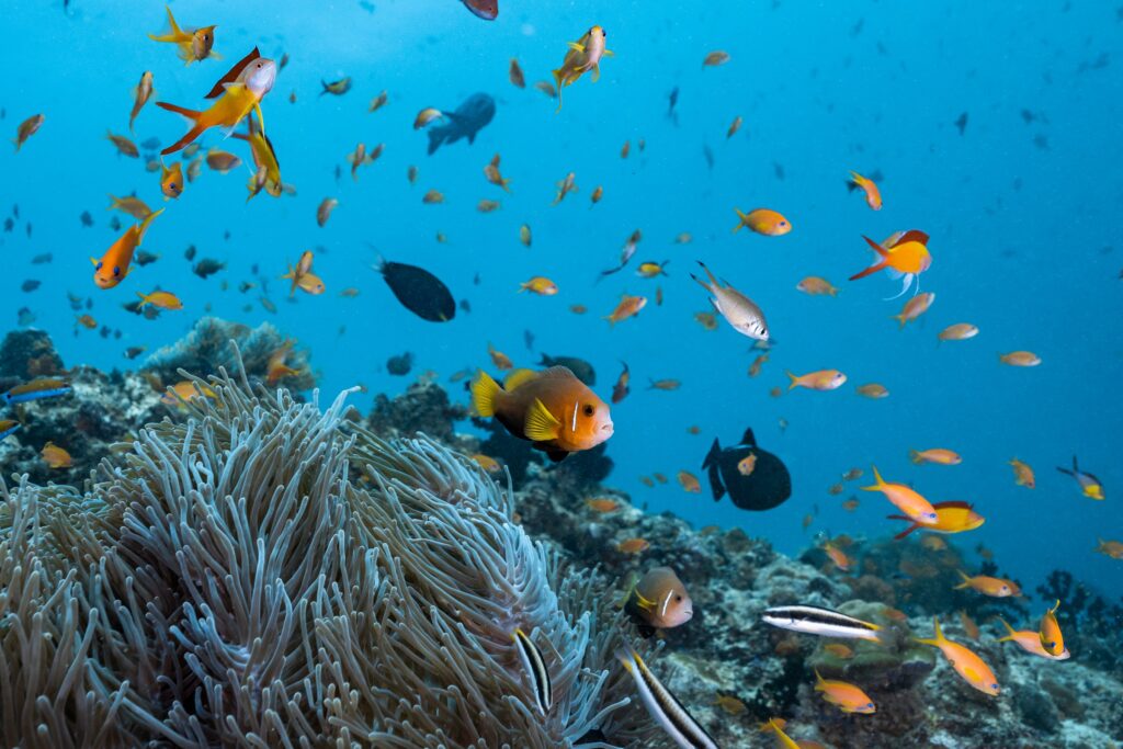 The Ritz-Carlton Maldives, Fari Islands arbeitet seit seiner Eröffnung im Juni 2021 mit dem weltberühmten Ozeanographen Jean-Michel Cousteau zusammen und nimmt interessierte Gäste mit auf eine Reise, auf der sie die Natur entdecken, erforschen und erleben können. 