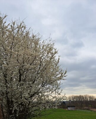 Meisterhaft Obstbäume schneiden: Tipps und Tricks für eine reiche Ernte