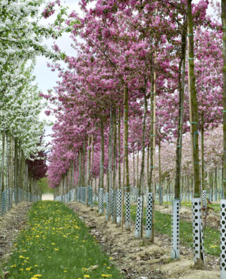 Gärtner-Geheimnisse: So erkennen Sie Top-Qualität bei Pflanzen und Gehölzen