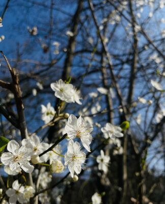 Foto des Tages: Der Frühling hat begonnen