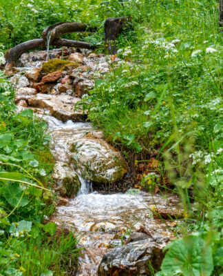 Entdecke die Pflanzenkraft: Grundausbildung in Phytotherapie bei Heilpraktiker Schule Wimmer