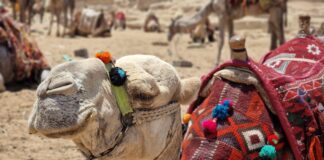Die kulturelle Bedeutung der Kamele in Ägypten