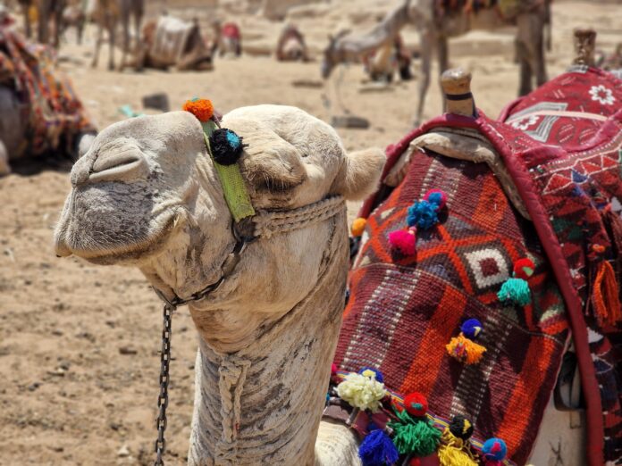 Die kulturelle Bedeutung der Kamele in Ägypten
