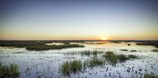 Sonnenaufgang über dem Beobachtungsgebiet am Lacassine National Wildlife Refuge. Hier wurden 215 verschiedene Vogelarten gezählt. Bildrechte: Louisiana Office of Tourism Fotograf: Tim Mueller