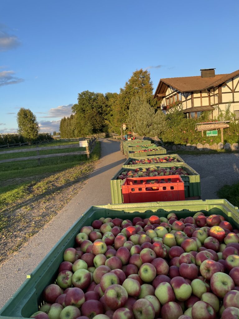 Apfelernte am Bodensee - Das Naturresort Gerbehof ist der perfekte Ort für den spätsommerlichen Fahrrad- und Wanderurlaub 1 Erntefrischer Genuss: Apfelernte am Bodensee
Das Naturresort Gerbehof ist der perfekte Ort für den spätsommerlichen Fahrrad- und Wanderurlaub