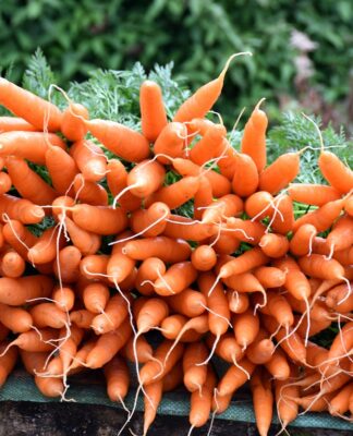 Schlank und voller Energie: Möhren als Schlüssel zum Erfolg beim Abnehmen