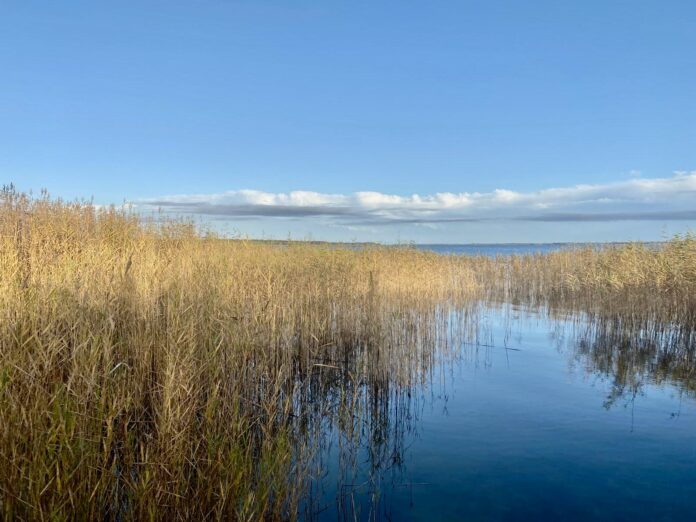 Schilflandschaft am Bodden an der Ostsee