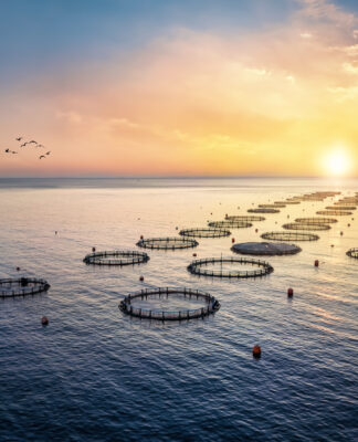 Fisch essen ist Klimaschutz