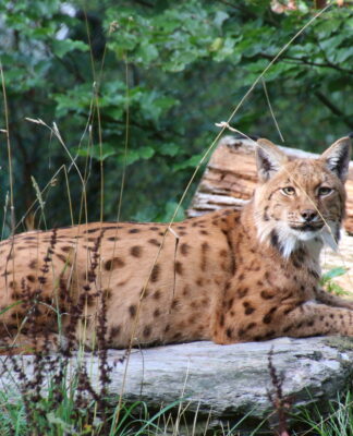 Artenschutz voranbringen – VdZ drängt auf konkrete Biodiversitätsmaßnahmen