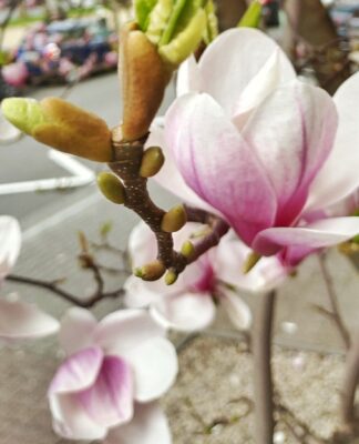 Magnolie: Symbol für Schönheit, spirituelle Kraft und Weiblichkeit