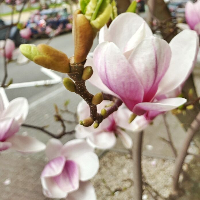 Magnolia im Frühjahr Copyright: Natalia Danska