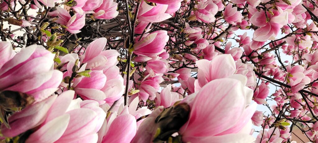 IMG 20250327 115458 Janes Magazin