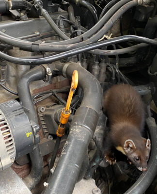 Der ACV gibt zum Start der Mardersaison im Frühling Tipps zur effektiven Abwehr