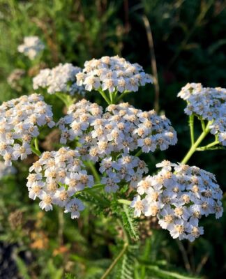 Erste Periode: Was Mädchen jetzt brauchen – sanfte Hilfe bei Menstruationsbeschwerden