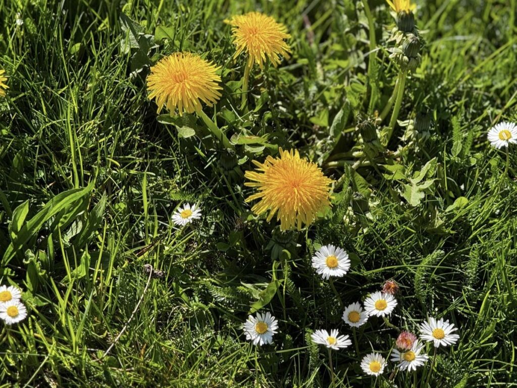 Pflanzen-Kölle feiert den Weltbienentag am 20. Mai – für mehr Artenvielfalt und Insektenschutz 2 IMG 20250508 154012 Janes Magazin